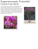 lagerstroemia-catawba