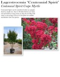 lagerstroemia-centennial-spirit