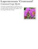 lagerstroemia-centennial