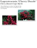 lagerstroemia-cherry-dazzle