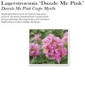 lagerstroemia-dazzle-me-pink