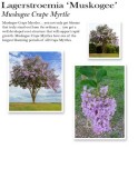 lagerstroemia-muskogee