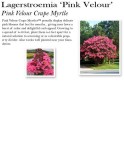 lagerstroemia-pink-velour