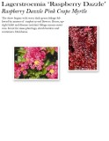lagerstroemia-raspberry-dazzle