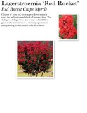 lagerstroemia-red-rocket