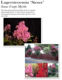 lagerstroemia-sioux