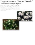 lagerstroemia-snow-dazzle