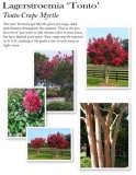 lagerstroemia-tonto