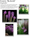 liatris